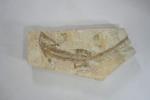 Fossile de reptile. 35.5x17.5x2cm