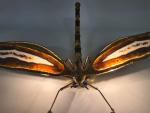 FAURE Isabelle (XXe), Applique libellule en bronze, laiton et agate,...