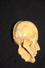 Mémento mori, crâne en ivoire sans mandibule,époque XIXe,  48...