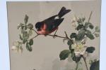 SUITE de trois CHROMOLITHOGRAPHIES en couleur à sujet d'oiseaux dans...