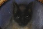 ECOLE FRANCAISE du 20ème siècle. "Portrait de chat siamois", pastel...