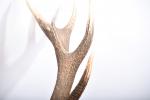 TROPHEE cerf dix-huit cors, France. H. 150 cm