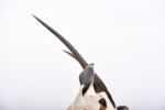 TROPHEE oryx, Namibie. H. 127 cm