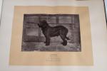 Première exposition canine au jardin des Tuileries du 4 au...