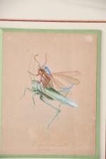 GROSCLAUDE, L. XXème siècle. Insectes. Cinq dessins humoristiques à sujet...