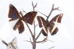 GLOBES (trois) contenant des papillons, insectes et une mâchoire de...