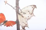 GLOBES (trois) contenant des papillons, insectes et une mâchoire de...