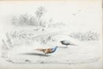 BLAISOT, Eugène (1822-?). Couple de faisans dans un paysage à...