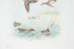 RIAB (RIABOUCHINE Boris dit) (1898-1975). "Etude de canards", lithographie couleur....