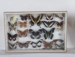 * LOT de sept boîtes de papillons encadrés. 26 x...