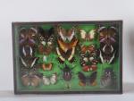 * LOT de sept boîtes de papillons encadrés. 26 x...
