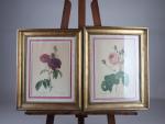 REDOUTE (d'après). "Roses", paire de lithographies gravées par Langlois. 44...