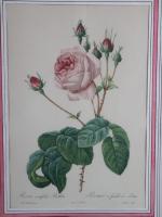 REDOUTE (d'après). "Roses", paire de lithographies gravées par Langlois. 44...
