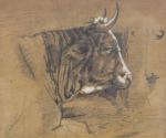 ANONYME XIXe "Tête de bovin" dessin crayon et craie, 12x15...