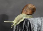 COUPOT (Pascal)  « L'escargot » bronze à patine verte et brune,...