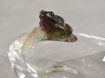 DAUM France : vide poche en cristal orné d'une grenouille...