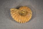 MAROC - Région d'Erfoud. Belle ammonite à relief marqué. L....