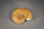 MAROC - Région d'Erfoud : Ammonite à relief marqué. L....