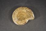 MAROC - Région d'Erfoud : Grande ammonite à 5 tours....