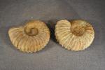 MAROC - Région d'Erfoud : Lot de deux ammonites à...