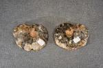 MAROC - Région d'Erfoud : Ammonite, ouverte et polie. L....