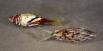 MURANO (?) : deux poissons en verre soufflé coloré dans...
