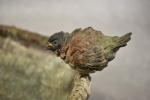 ANONYME : abreuvoir à oiseaux en bronze figurant un panier...