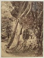 W.L.H. SKEEN & Co
CEYLAN, Colombo ca 1870
Etudes d'arbres, Fougères, Racines...
5...