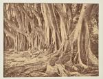 W.L.H. SKEEN & Co
CEYLAN, Colombo ca 1870
Etudes d'arbres, Fougères, Racines...
5...