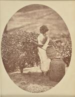 CEYLAN 
"Récolte du thé" ca 1870
Epreuve d'époque sur papier albuminé
Format...