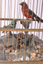 Bontemps
Grande cage à deux oiseaux chanteurs avec horloge et monnayeur....