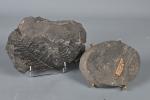 Deux fossiles de fougères dans schiste
l'un provenant d'un carottage présente...