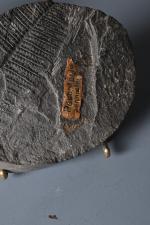 Deux fossiles de fougères dans schiste
l'un provenant d'un carottage présente...