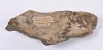 Fossile de trilobite
avec une ancienne étiquette collée dessous indiquant :...