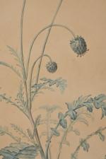 Dans le goût de Pierre Joseph Redouté (1759-1840) 
"Passiflora" et...