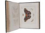 Drury, D.- Illustrations of natural history. Wherein are exibited upwards...