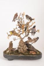 Buisson de neuf oiseaux naturalisés
perchés sur un arbre. Sous globe....