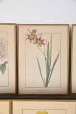 Ecole fin XIXe siècle
Suite de onze gravures de botanique exotique.
32...