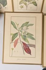 Ecole fin XIXe siècle
Suite de onze gravures de botanique exotique.
32...