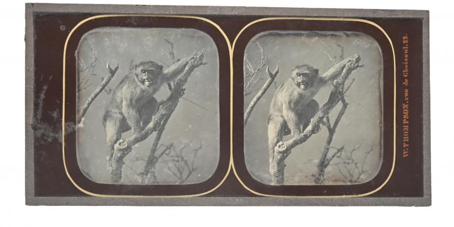 Les albums photographiques au XIXe siècle entre souvenir privé et document public : Victor Hugo