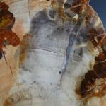 GEOLOGIE - Tranche de bois fossilisé de couleur marron /...