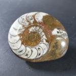 PREHISTOIRE - Ammonite Cleioniceras sp du crétacé fossile, loges bien...