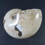 GEOLOGIE - Ammonite goniatite polie. H. 15 cm. Larg. 12...