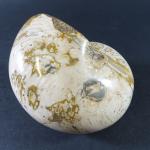 GEOLOGIE - Ammonite goniatite polie. H. 15 cm. Larg. 12...