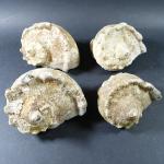 COQUILLAGES - Ensemble de quatre coquillages de mer turbo marmoratus.