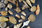 COQUILLAGES - Ensemble de coquillages de mer comprenant : fusinus,...