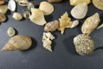 COQUILLAGES - Ensemble de coquillages de mer comprenant : fusinus,...