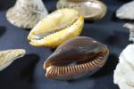 COQUILLAGES - Ensemble de coquillages de mer comprenant : cypraea,...