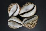 COQUILLAGES - Ensemble de coquillages de mer comprenant : cypraea...
