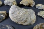 COQUILLAGES / PREHISTOIRE - Ensemble de dix coquillages fossiles dont...